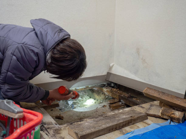 Best Crawl Space Mold Remediation  in Haleiwa, HI