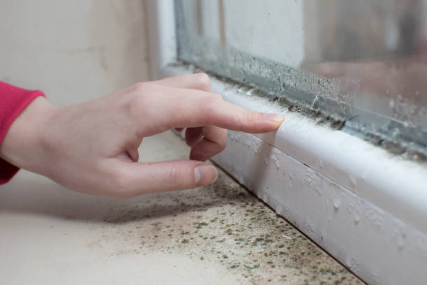 Best Commercial Mold Inspection  in Haleiwa, HI