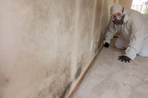 Best Mold Remediation for Vacation Homes  in Haleiwa, HI